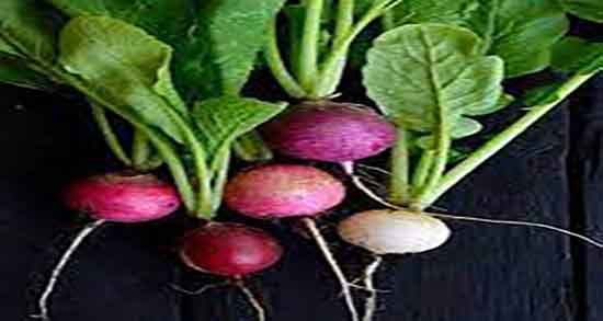 خواص ترب در بارداری و ایا خوردن ترب برای زنان باردار مفیده یا نه خواص ترب در بارداری ؛ ایا خوردن ترب برای زنان باردار مفیده یا نه