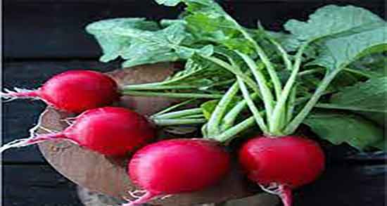 خواص ترب در طب اسلامی و فواید مصرف ترب از نظر طب اسلامی خواص ترب در طب اسلامی ؛ فواید مصرف ترب از نظر طب اسلامی