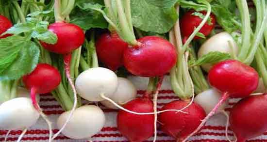 خواص ترب در طب سنتی و فواید مصرف ترب از نظر طب سنتی چیست خواص ترب در طب سنتی ؛ فواید مصرف ترب از نظر طب سنتی چیست