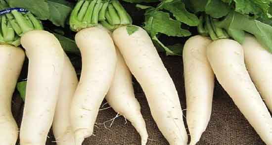 خواص ترب سفید برای لاغری و خاصیت چربی سوزی بدن با ترب سفید خواص ترب سفید برای لاغری ؛ خاصیت چربی سوزی بدن با ترب سفید