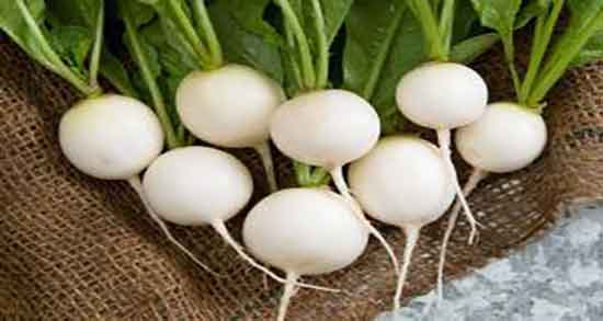 خواص ترب سفید برای کودکان ؛ ایا ترب سفید دراز برای کودکان مفید است خواص ترب سفید برای کودکان ؛ ایا ترب سفید دراز برای کودکان مفید است