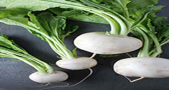 خواص ترب سفید در طب سنتی و مصرف ترب سفید از نظر طب سنتی خواص ترب سفید در طب سنتی ؛ مصرف ترب سفید از نظر طب سنتی