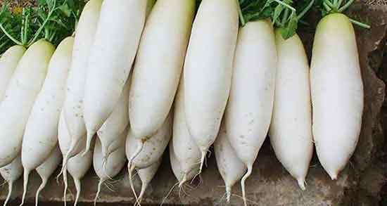 خواص ترب سفید دراز و فواید مصرف ترب سفید دراز در دوران بارداری خواص ترب سفید دراز ؛ فواید مصرف ترب سفید دراز در دوران بارداری