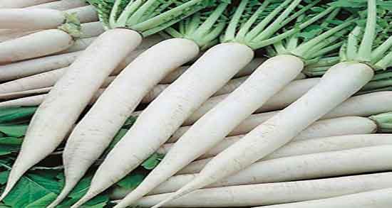 خواص ترب سفید شمال و فواید مصرف ترب سفید شمال برای زخم معده خواص ترب سفید شمال ؛ فواید مصرف ترب سفید شمال برای زخم معده