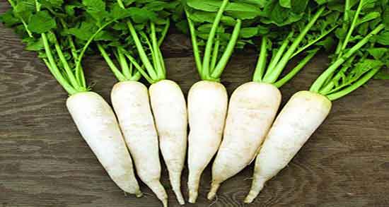 خواص ترب سفید گرد و آیا ترب سفید گرد خوراکی است یا نه خواص ترب سفید گرد ؛ آیا ترب سفید گرد خوراکی است یا نه