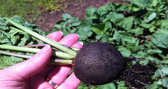 خواص ترب سیاه با عسل و فواید ترب سیاه با عسل برای سرماخوردگی خواص ترب سیاه با عسل ؛ فواید ترب سیاه با عسل برای سرماخوردگی