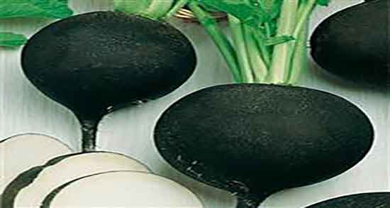 خواص ترب سیاه برای سرماخوردگی ؛ فواید خوردن ترب سیاه برای گلو درد خواص ترب سیاه برای سرماخوردگی ؛ فواید خوردن ترب سیاه برای گلو درد