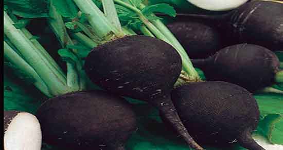 خواص ترب سیاه برای سنگ کلیه و درمان سنگ کلیه با خوردن ترب سیاه خواص ترب سیاه برای سنگ کلیه ؛ درمان سنگ کلیه با خوردن ترب سیاه