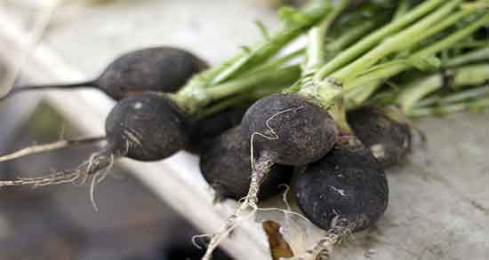 خواص ترب سیاه برای مو ؛ فواید خوردن ترب سیاه برای تقویت موی سر خواص ترب سیاه برای مو ؛ فواید خوردن ترب سیاه برای تقویت موی سر