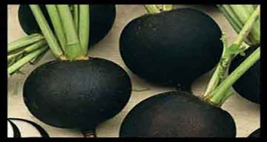 خواص ترب سیاه در درمان کرونا و خاصیت ترب سیاه برای ویروس کرونا خواص ترب سیاه در درمان کرونا ؛ خاصیت ترب سیاه برای ویروس کرونا