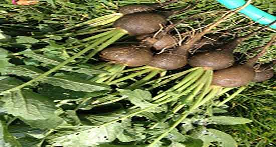 خواص ترب سیاه و سنگ کلیه و فواید ترب سیاه برلای درمان سنگ کلیه خواص ترب سیاه و سنگ کلیه ؛ فواید ترب سیاه برلای درمان سنگ کلیه