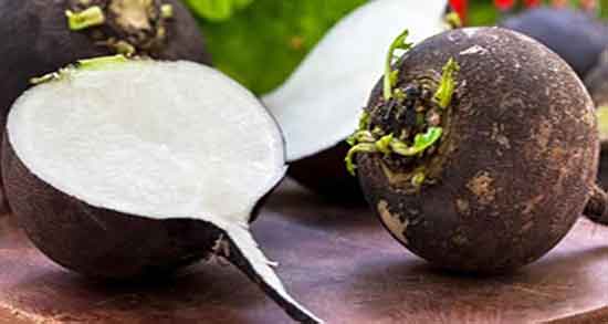 خواص ترب سیاه و قرمز و فواید ترب سیاه و قرمز برای درمان پروستات خواص ترب سیاه و قرمز ؛ فواید ترب سیاه و قرمز برای درمان پروستات