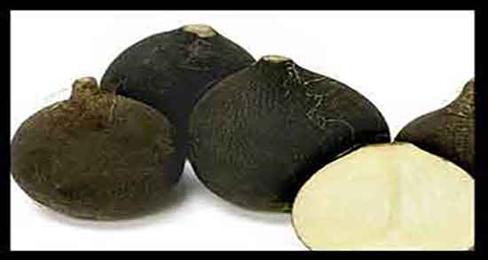 خواص ترب سیاه و پونه و فواید خوردن ترب سیاه و پونه برای درد معده خواص ترب سیاه و پونه ؛ فواید خوردن ترب سیاه و پونه برای درد معده