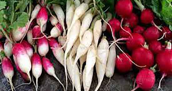 خواص ترب و تربچه و فواید مصرف ترب و تربچه همراه با وعده غذایی خواص ترب و تربچه ؛ فواید مصرف ترب و تربچه همراه با وعده غذایی