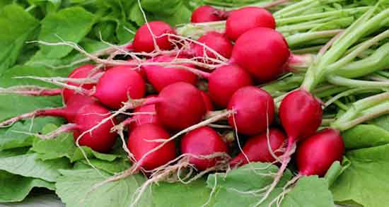 خواص ترب و خواص تربچه سفید و قرمز و سیاه برای سنگ کلیه و لاغری و کبد خواص ترب ؛ خواص تربچه سفید و قرمز و سیاه برای سنگ کلیه و لاغری و کبد