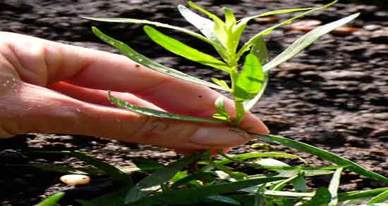 خواص ترخون برای فشار خون ؛ کنترل فشار خون زنان باردار با ترخون خواص ترخون برای فشار خون ؛ کنترل فشار خون زنان باردار با ترخون