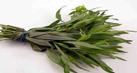 خواص ترخون برای لاغری ؛ فواید مصرف ترخون برای چربی سوزی شکم خواص ترخون برای لاغری ؛ فواید مصرف ترخون برای چربی سوزی شکم