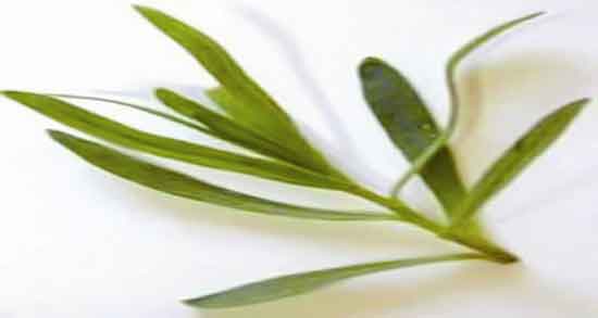 خواص ترخون در سبزی خوردن و خاصیت مصرف ترخون در سبزی خوردن خواص ترخون در سبزی خوردن ؛ خاصیت مصرف ترخون در سبزی خوردن