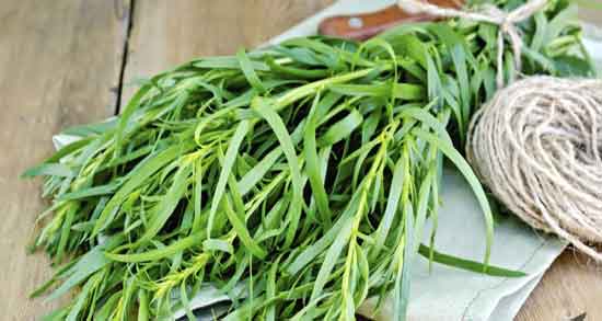 خواص ترخون و لاغری ؛ فواید دمنوش ترخون برای لاغری شکم و پهلو خواص ترخون و لاغری ؛ فواید دمنوش ترخون برای لاغری شکم و پهلو