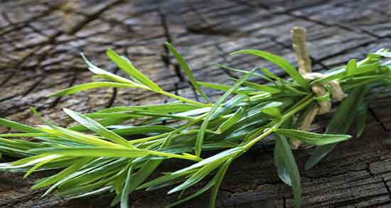 خواص ترخون چیست ؛ فواید و مضرات مصرف ترخون برای زخم معده خواص ترخون چیست ؛ فواید و مضرات مصرف ترخون برای زخم معده