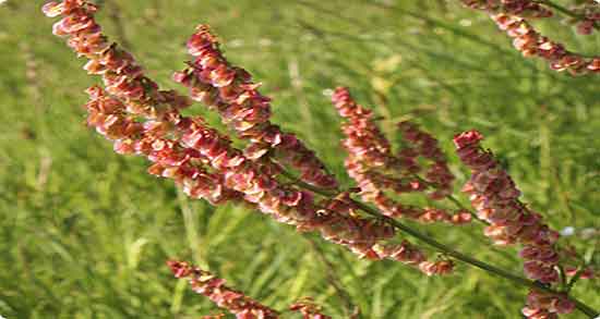 خواص ترشک برای لاغری و دمنوش ترشک برای چربی سوزی بدن خواص ترشک برای لاغری ؛ دمنوش ترشک برای چربی سوزی بدن