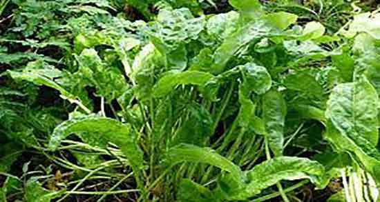 خواص ترشک در طب سنتی و فواید مصرف ترشک از نظر طب سنتی خواص ترشک در طب سنتی ؛ فواید مصرف ترشک از نظر طب سنتی