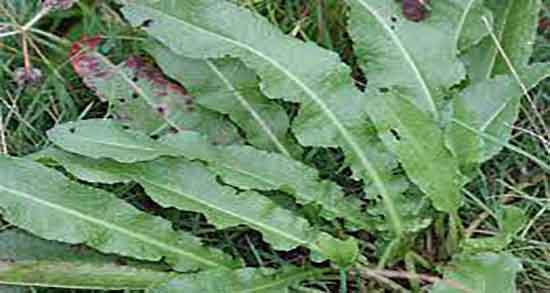 خواص ترشک در لاغری و ایا خوردن ترشک باعث لاغری بدن میشود خواص ترشک در لاغری ؛ ایا خوردن ترشک باعث لاغری بدن میشود