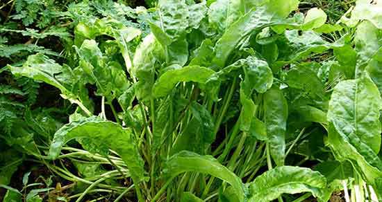 خواص ترشک و خواص گیاه ترشک کوهی مواج و سه برگ برای لاغری در طب سنتی خواص ترشک ؛ خواص گیاه ترشک کوهی مواج و سه برگ برای لاغری در طب سنتی