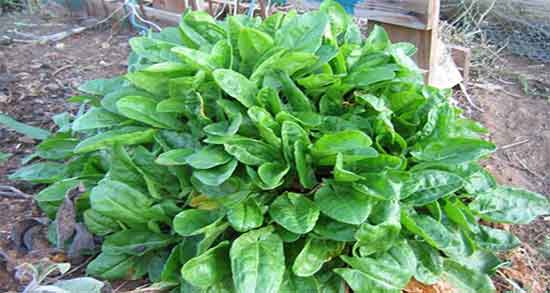 خواص ترشک کوهی و خواص ریشه ساق ترشک برای برای زردی نوزاد خواص ترشک کوهی ؛ خواص ریشه ساق ترشک برای برای زردی نوزاد