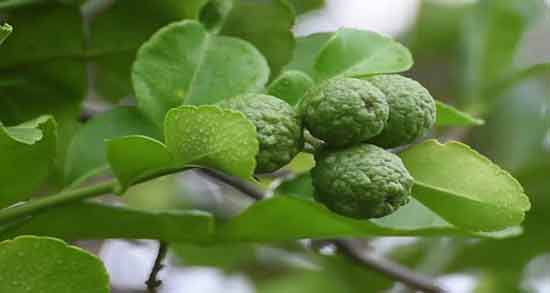 خواص ترنج برای نوزاد و کاهش تب در نوزادان با استفاده ترنج خواص ترنج برای نوزاد ؛ کاهش تب در نوزادان با استفاده ترنج