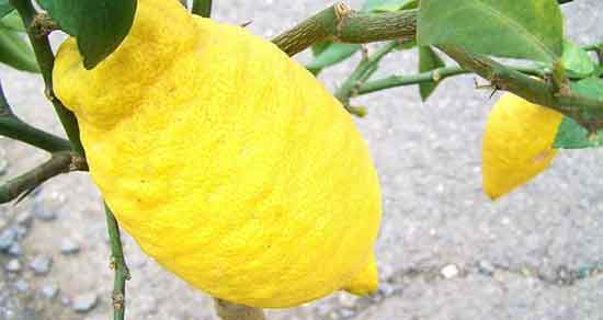 خواص ترنج و خواص روغن و چای و شربت ترنج برای دیابت + فرق ترنج و بالنگ خواص ترنج ؛ خواص روغن و چای و شربت ترنج برای دیابت + فرق ترنج و بالنگ