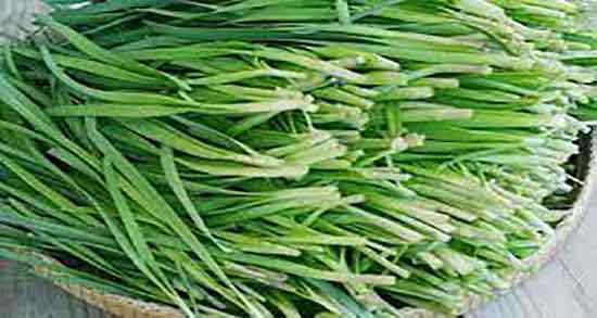 خواص تره برای بواسیر و ایا خوردن تره برای بیماری بواسیر مفیده خواص تره برای بواسیر ؛ ایا خوردن تره برای بیماری بواسیر مفیده