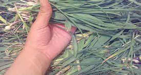 خواص تره برای زنان باردار و فواید مصرف تره برای زیبایی جنین زنان باردار خواص تره برای زنان باردار ؛ فواید مصرف تره برای زیبایی جنین زنان باردار