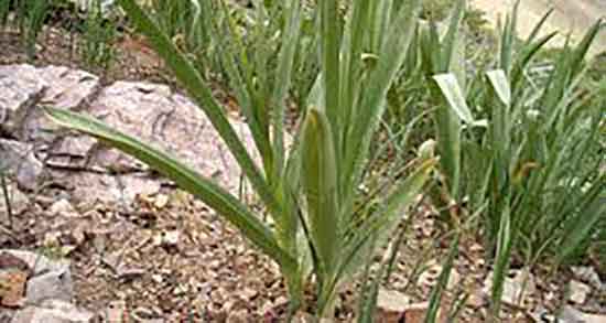 خواص تره برای یبوست و فواید مصرف تره برای درمان بیوست کودکان خواص تره برای یبوست ؛ فواید مصرف تره برای درمان بیوست کودکان