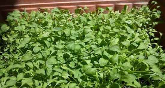 خواص تره تیزک آبی و فواید مصرف تره تیزک آبی برای کم کاری تیروئید خواص تره تیزک آبی ؛ فواید مصرف تره تیزک آبی برای کم کاری تیروئید