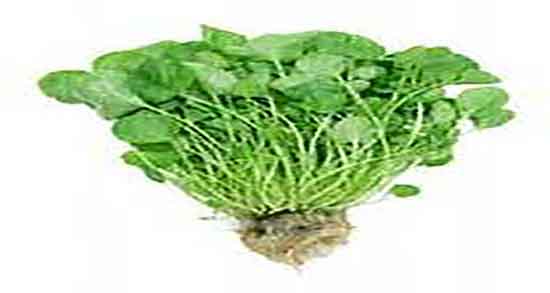 خواص تره تیزک برای پوست صورت و فواید تره تیزک برای زیبایی پوست خواص تره تیزک برای پوست صورت ؛ فواید تره تیزک برای زیبایی پوست