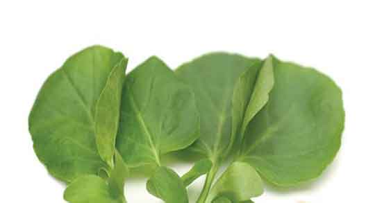 خواص تره تیزک در طب سنتی و فواید مصرف تره تیزک از نظر طب سنتی خواص تره تیزک در طب سنتی ؛ فواید مصرف تره تیزک از نظر طب سنتی