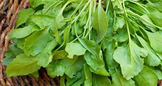 خواص تره تیزک و خواص بذر شاهی برای استخوان و تیروئید و مو و پوست صورت خواص تره تیزک ؛ خواص بذر شاهی برای استخوان و تیروئید و مو و پوست صورت