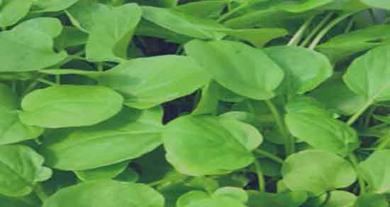 خواص تره تیزک وحشی و فواید مصرف تره تیزک وحشی چیست خواص تره تیزک وحشی ؛ فواید مصرف تره تیزک وحشی چیست