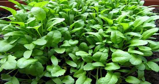 خواص تره تیزک چیست و فواید مصرف تره تیزک برای بدن چیست خواص تره تیزک چیست ؛ فواید مصرف تره تیزک برای بدن چیست