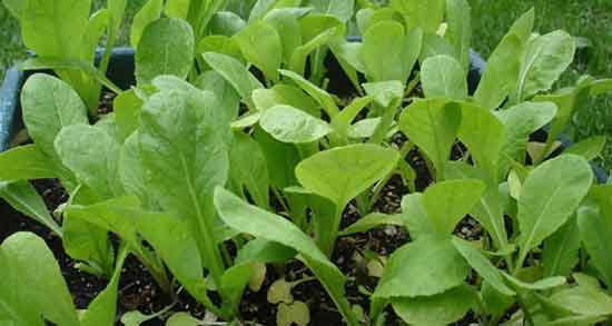 خواص تره تیزک کوهی و فواید مصرف تره تیزک کوهی برای بدن انسان خواص تره تیزک کوهی ؛ فواید مصرف تره تیزک کوهی برای بدن انسان