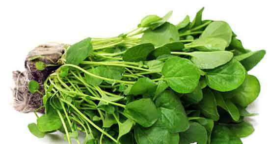 خواص تره تیزک یا شاهی و خاصیت چربی سوزی بدن با تره تیزک یا شاهی خواص تره تیزک یا شاهی ؛ خاصیت چربی سوزی بدن با تره تیزک یا شاهی