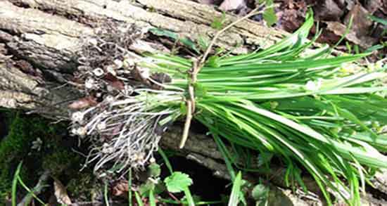 خواص تره در سبزی خوردن ؛ ایا مصرف تره در سبزی خوردن مفید است خواص تره در سبزی خوردن ؛ ایا مصرف تره در سبزی خوردن مفید است
