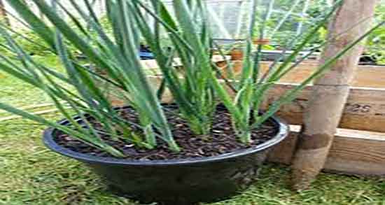 خواص تره در سبزی و ایا خوردن تره همراه با سبزی برای معده مفید است خواص تره در سبزی ؛ ایا خوردن تره همراه با سبزی برای معده مفید است