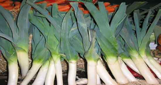 خواص تره فرنگی برای تیروئید و ایا تره فرنگی برای کم کاری تیروئید مفیده خواص تره فرنگی برای تیروئید ؛ ایا تره فرنگی برای کم کاری تیروئید مفیده