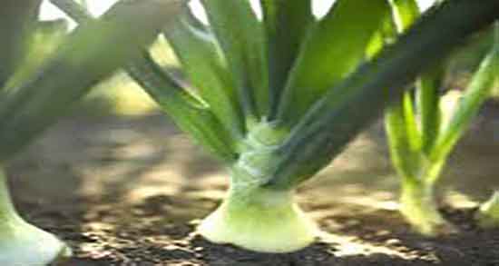 خواص تره فرنگی برای زنان باردار و ایا خوردن تره فرنگی برای بارداران مفیده خواص تره فرنگی برای زنان باردار ؛ ایا خوردن تره فرنگی برای بارداران مفیده