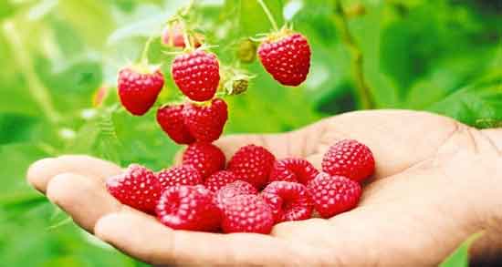 خواص تمشک برای بارداری و حفظ سلامت جنین و زن باردار با خوردن تمشک خواص تمشک برای بارداری ؛ حفظ سلامت جنین و زن باردار با خوردن تمشک