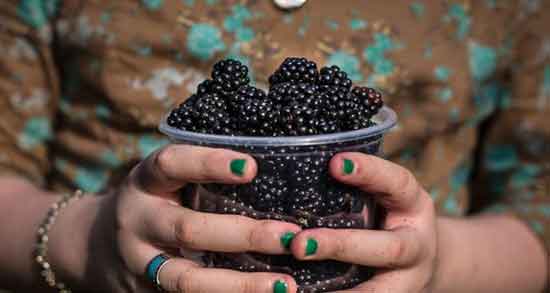 خواص تمشک برای زن باردار و تاثیر خوردن تمشک برای کاهش تهوع دوران بارداری خواص تمشک برای زن باردار ؛ تاثیر خوردن تمشک برای کاهش تهوع دوران بارداری