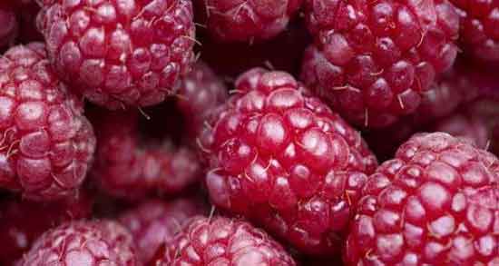 خواص تمشک برای معده و خاصیت درمانی مصرف تمشک برای درمان معده درد خواص تمشک برای معده ؛ خاصیت درمانی مصرف تمشک برای درمان معده درد