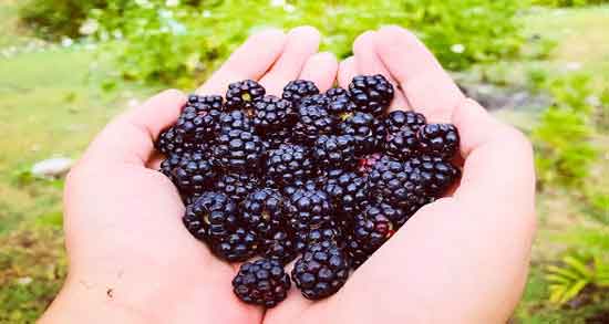 خواص تمشک برای پوست و جوان سازی پوست صورت با خوردن تمشک خواص تمشک برای پوست ؛ جوان سازی پوست صورت با خوردن تمشک